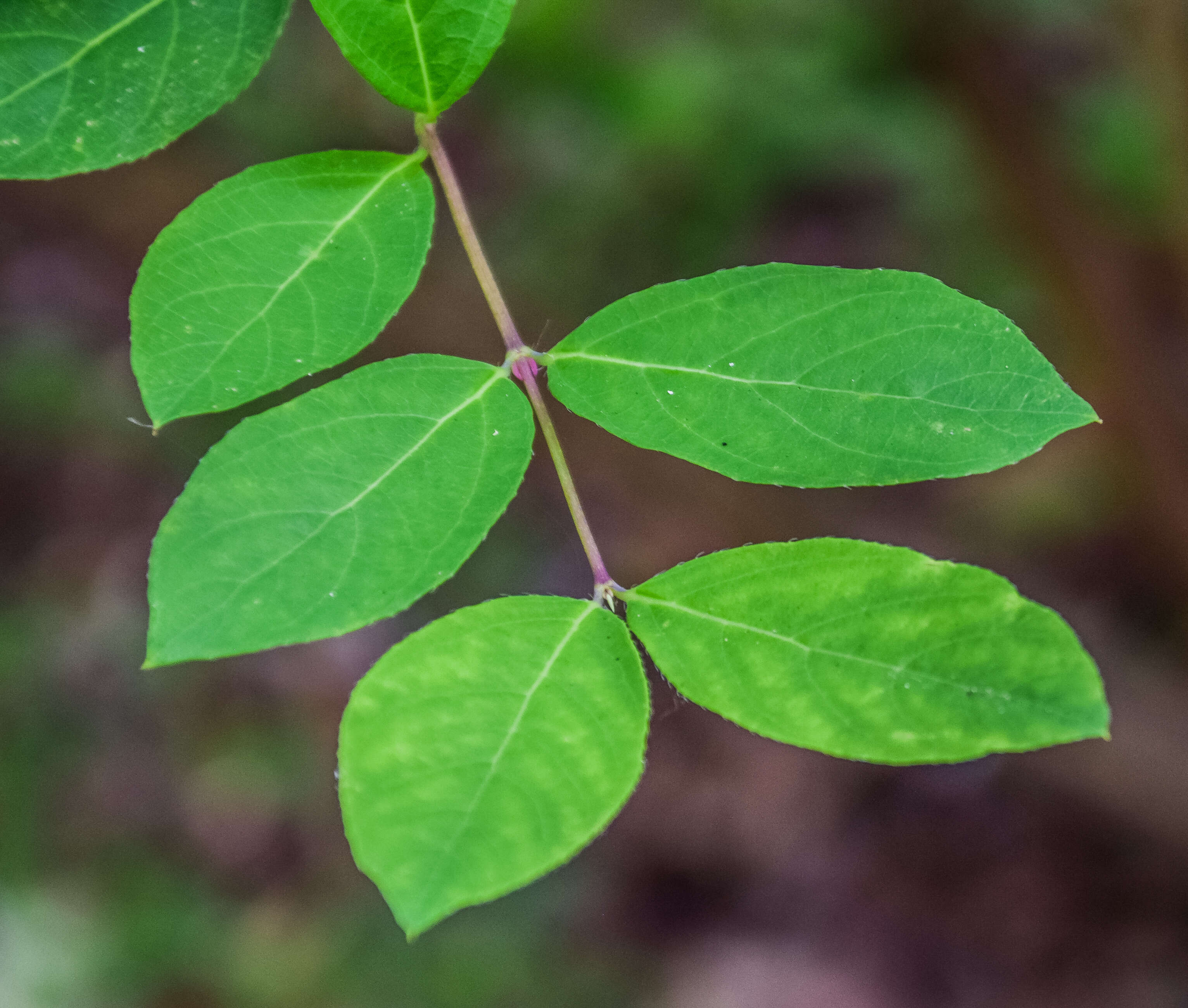 Imagem de Lonicera involucrata (Richards.) Banks ex Spreng.