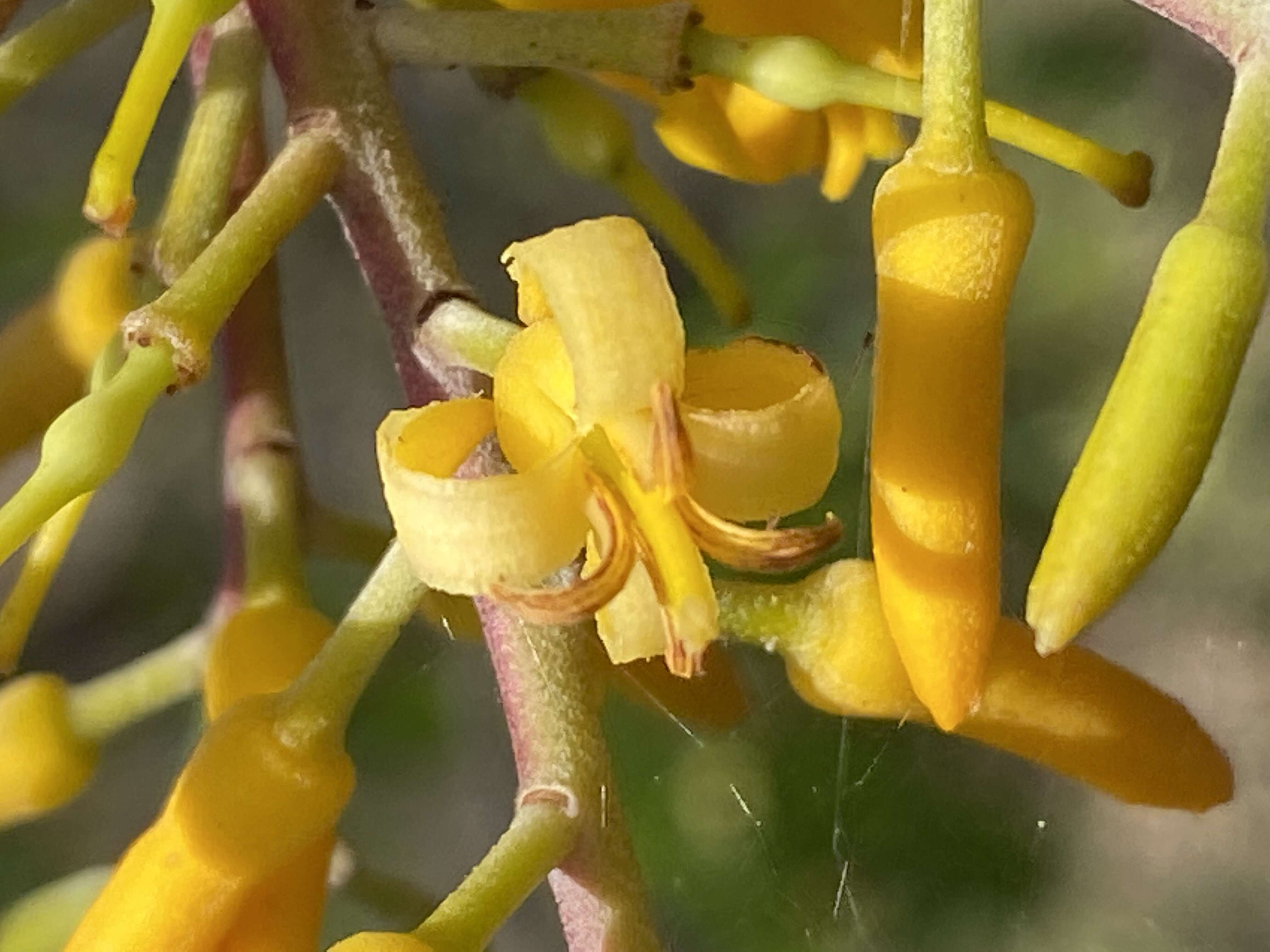 Plancia ëd Persoonia levis (Cav.) Domin