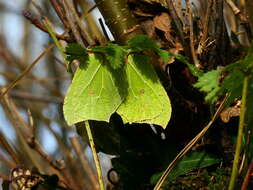 Imagem de Gonepteryx rhamni (Linnaeus 1758)