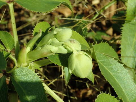 Image of Corsican hellebore