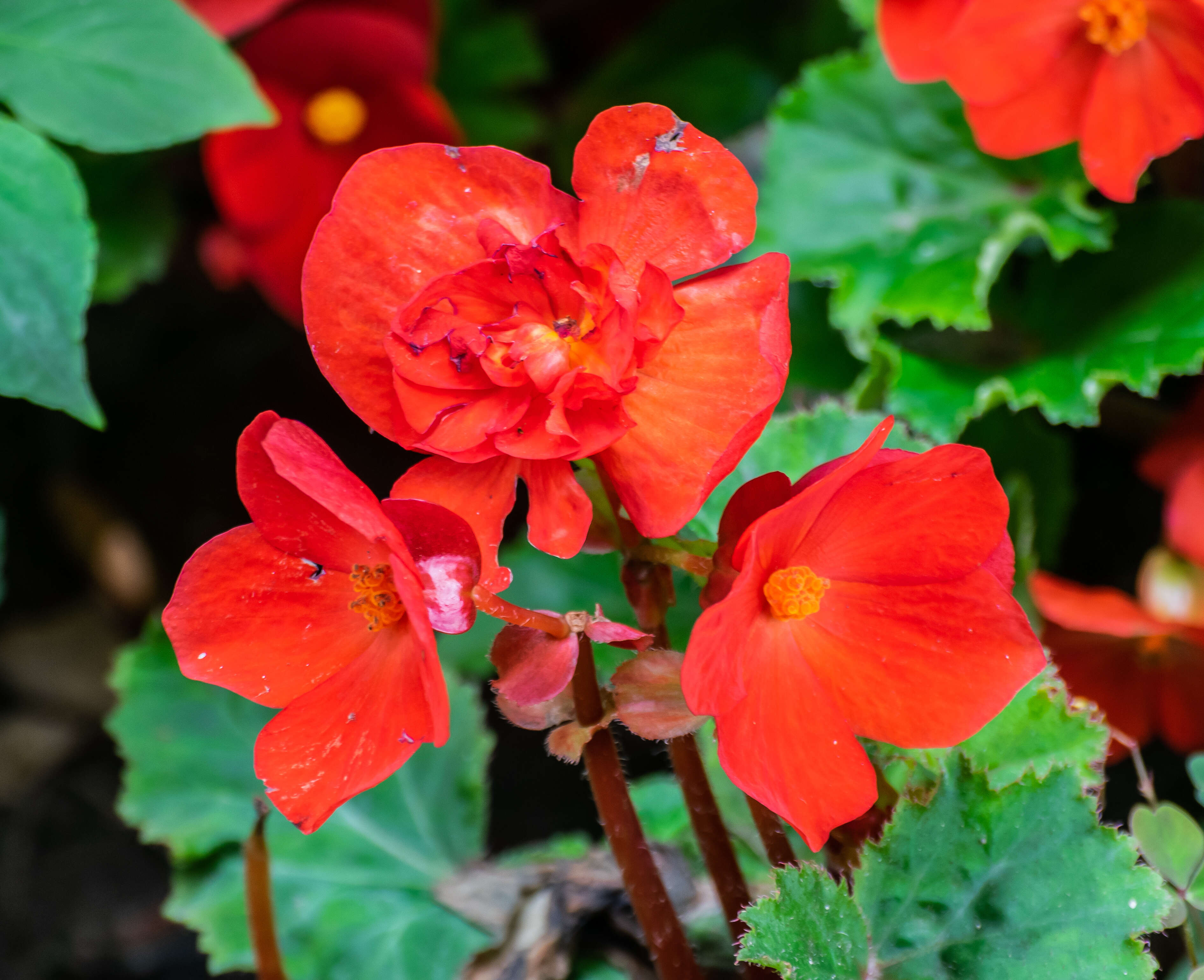 Image of Begonia tuberhybrida Voss