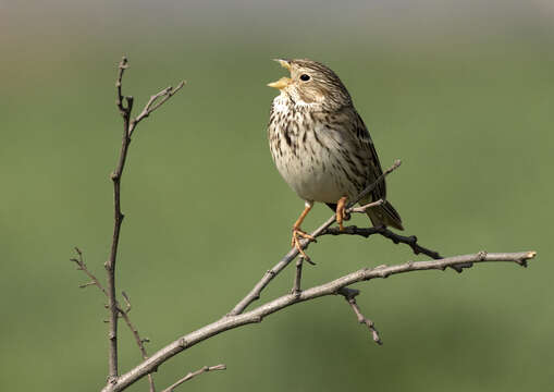 Image of Corn Bunting