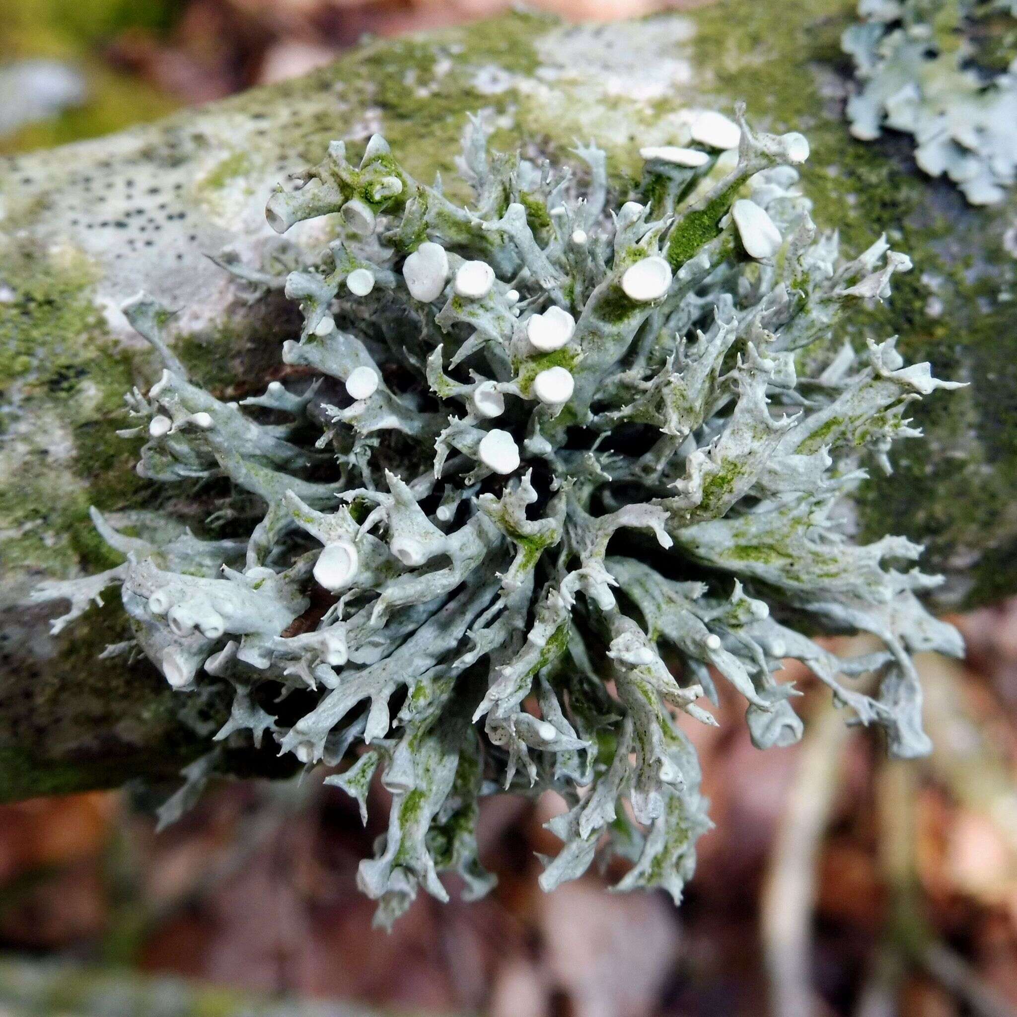 Image of Cartilage lichen