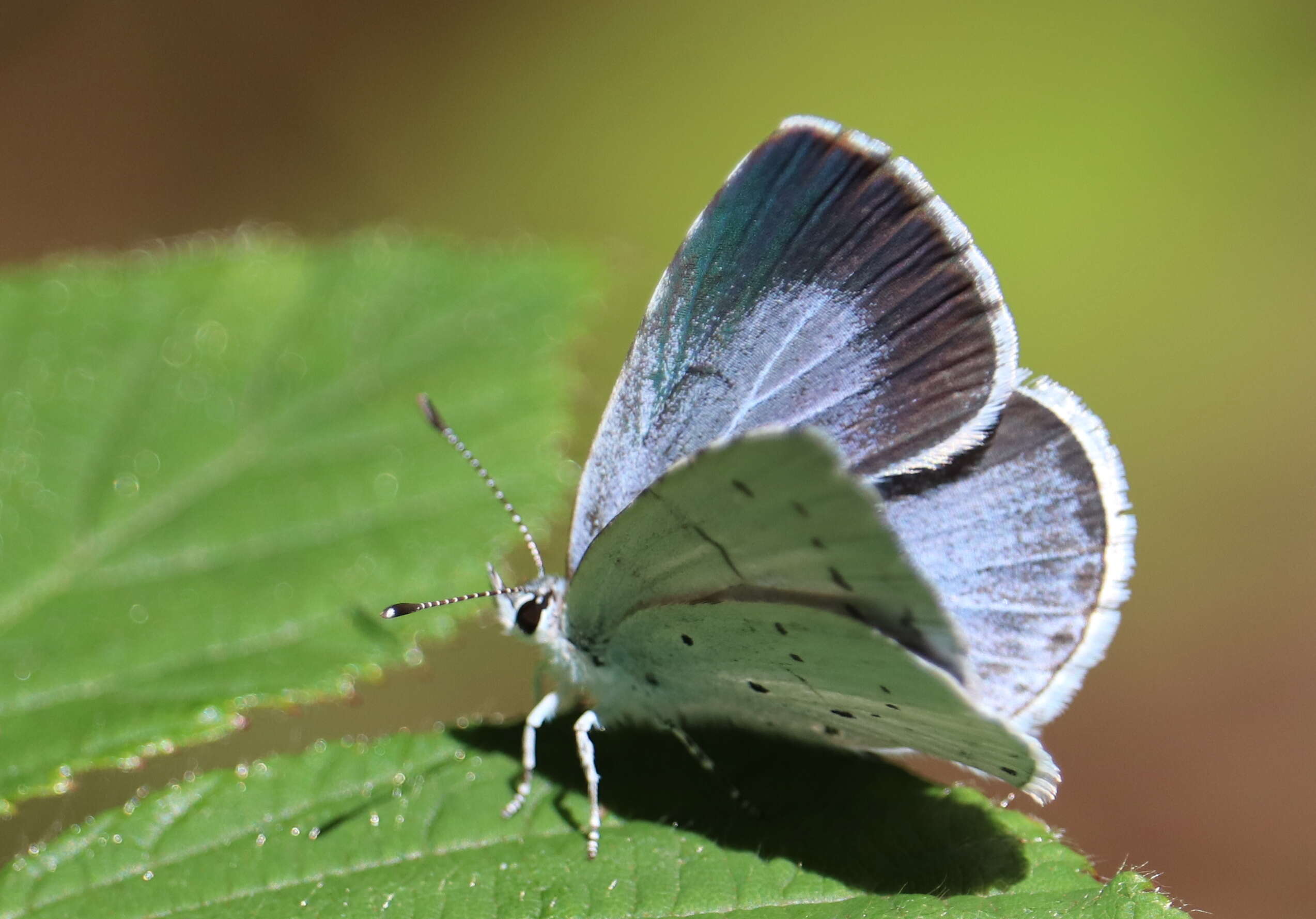 Image of holly blue