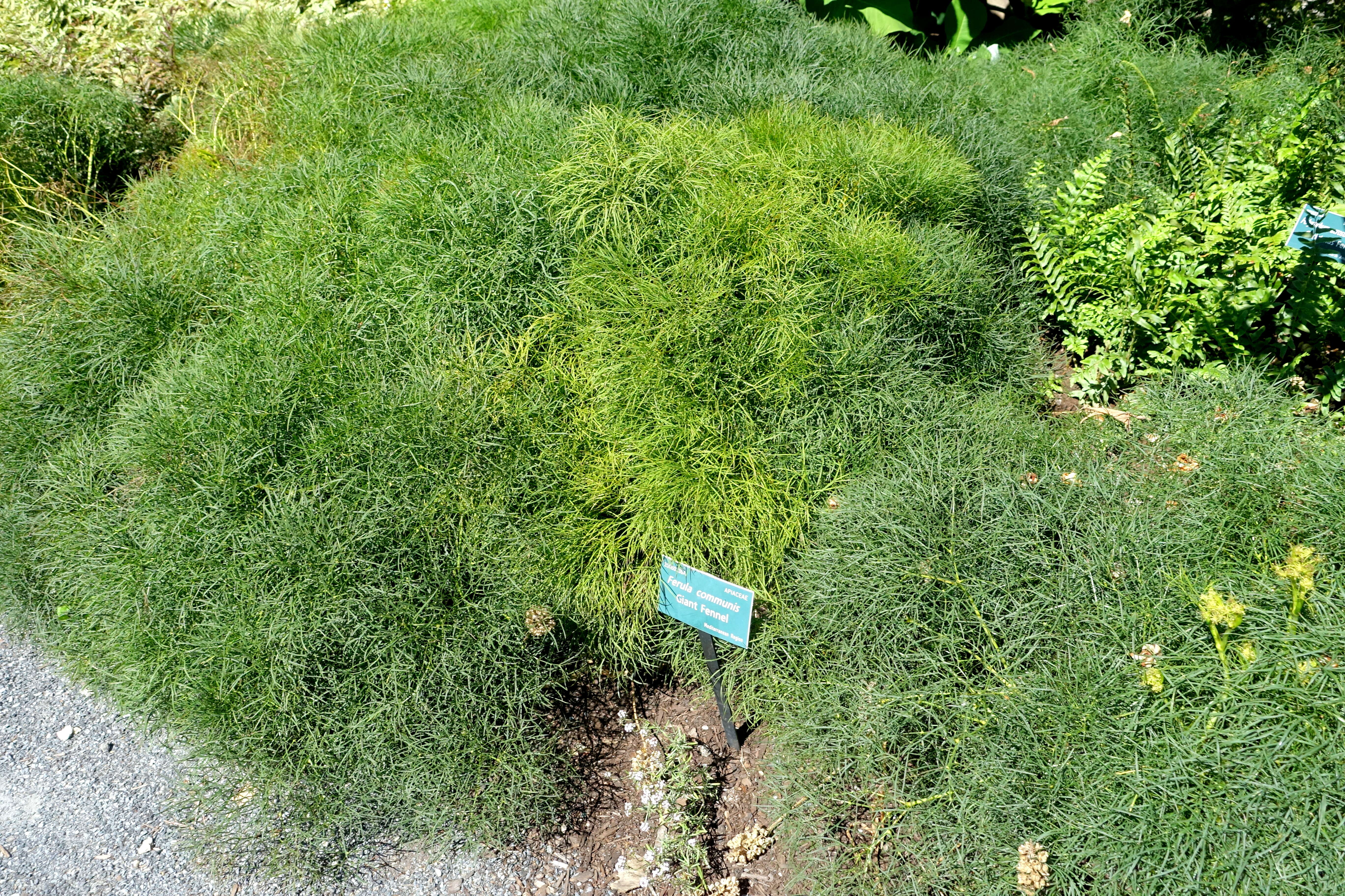 Image of Giant Fennel