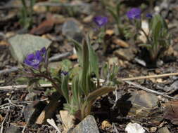 Phacelia curvipes Torr. ex S. Wats.的圖片