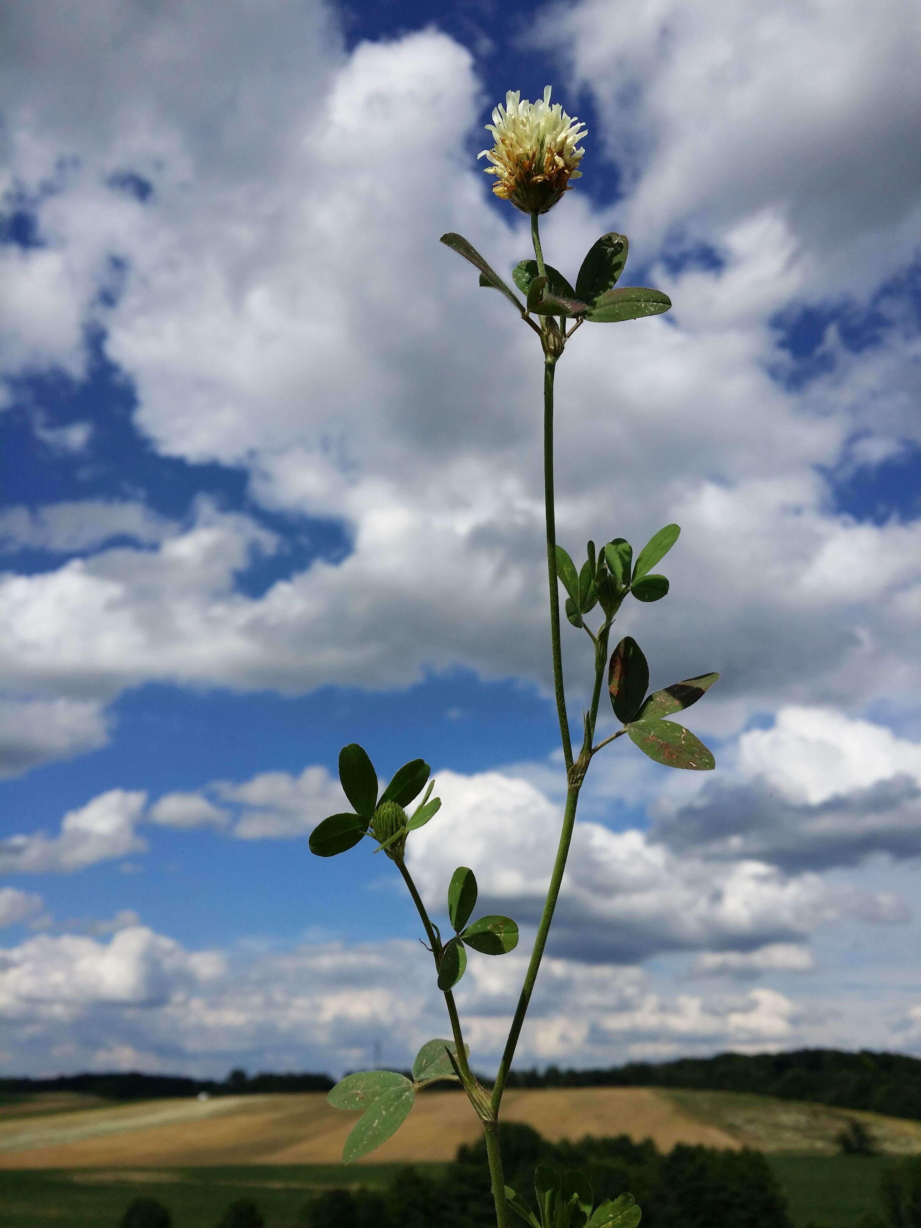 Image of Egyptian clover