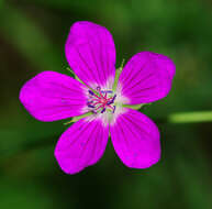 Imagem de Geranium palustre L.