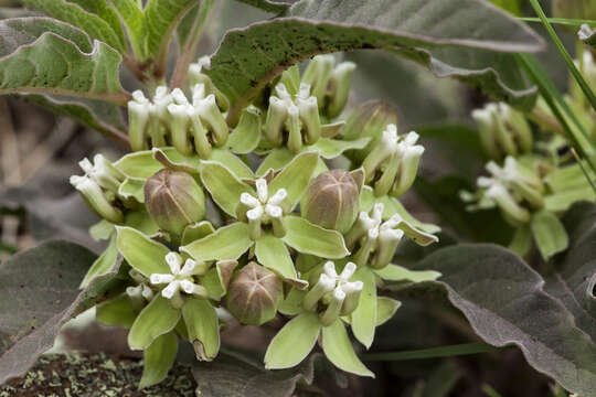 Image of zizotes milkweed