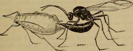 Imagem de Lysiphlebus testaceipes (Cresson 1880)