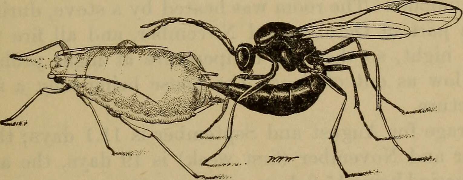 Image of Wasp