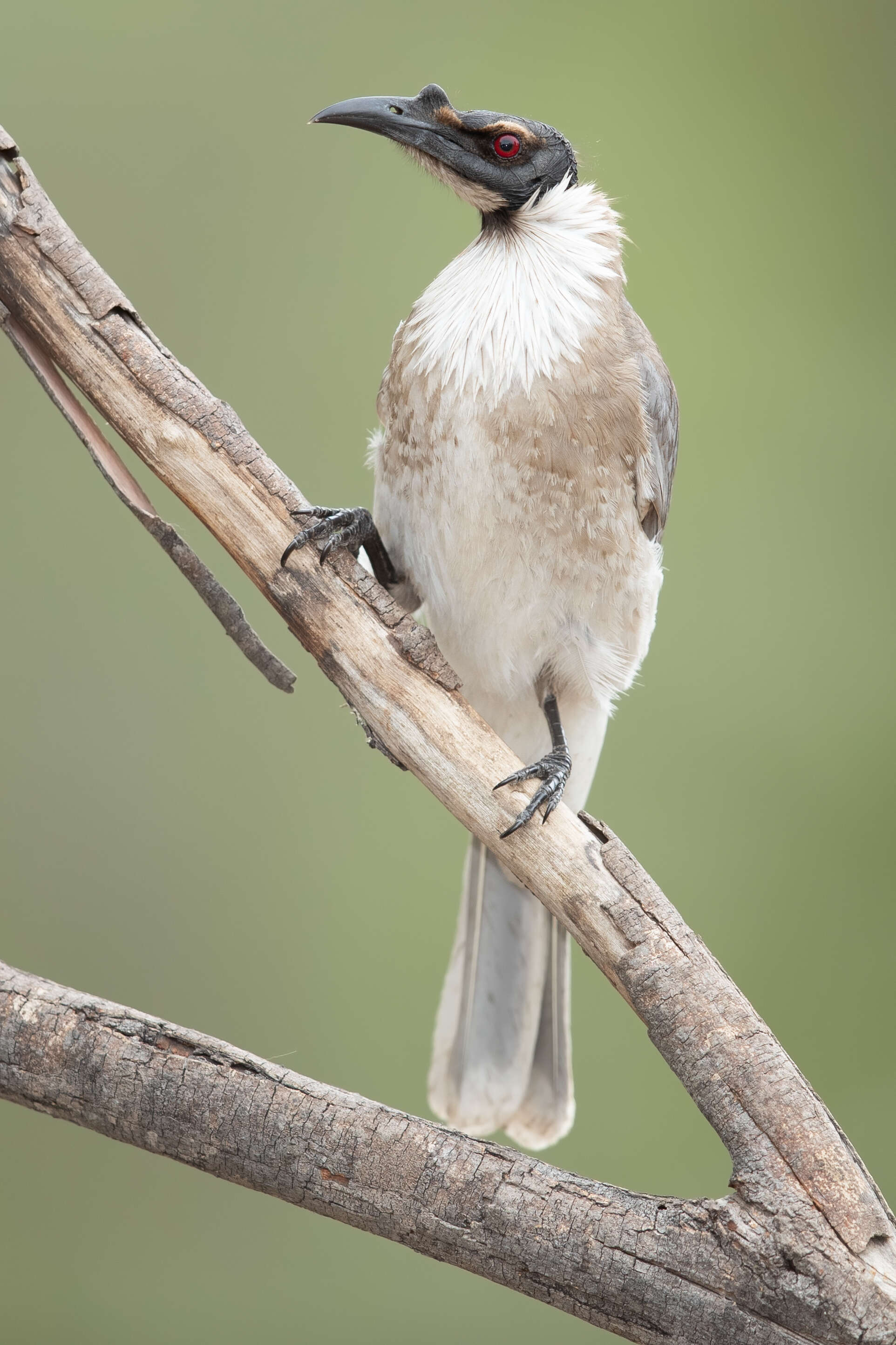 Image of Noisy Friarbird