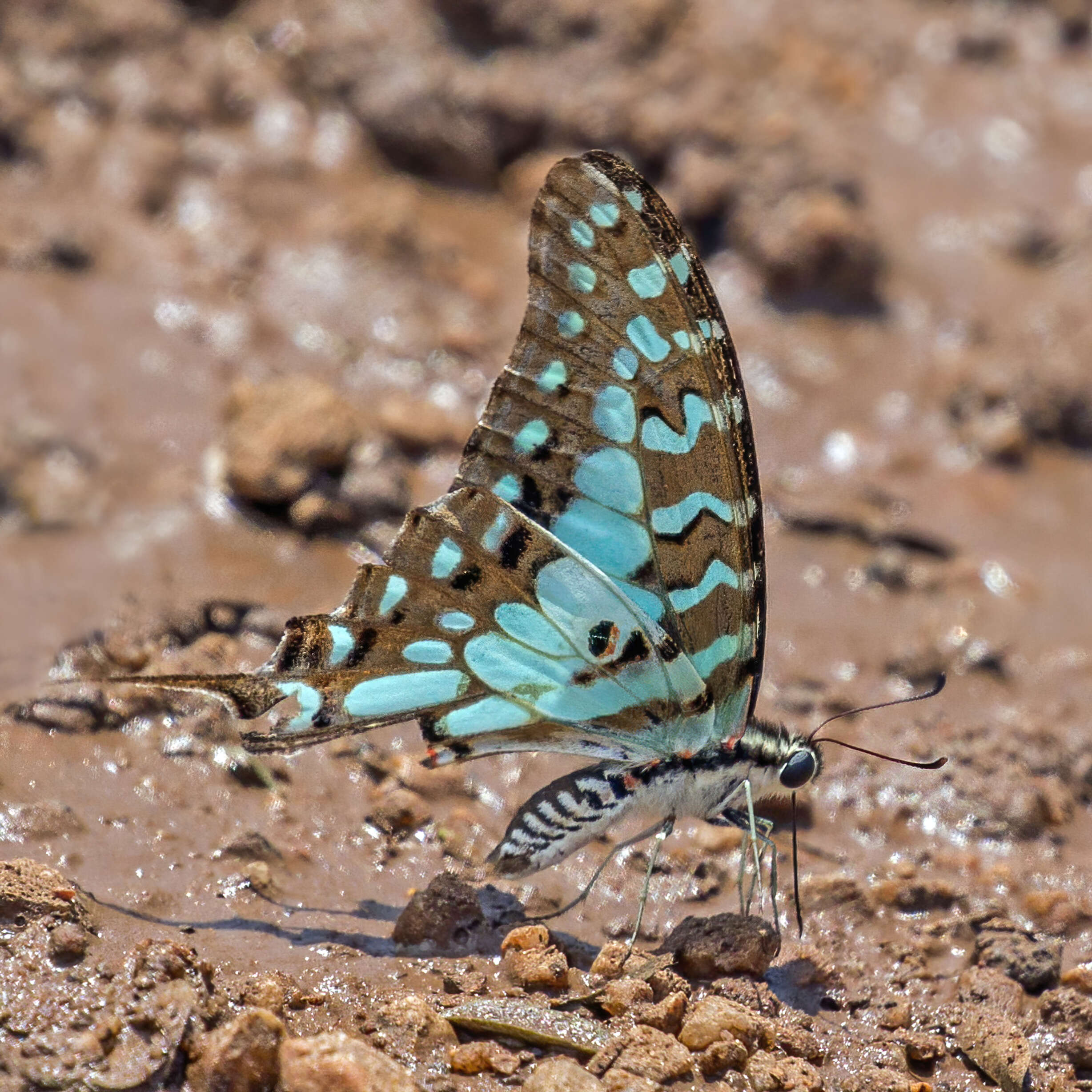 Image of Graphium antheus (Cramer (1779))