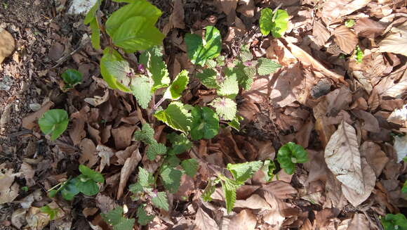 Image of spotted dead-nettle