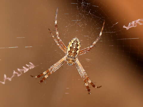 Imagem de Argiope katherina Levi 1983