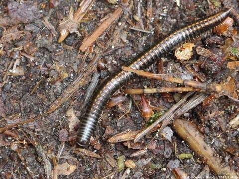 Image of Striped Millipede