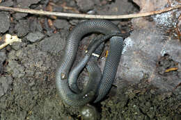 Diadophis punctatus (Linnaeus 1766)的圖片