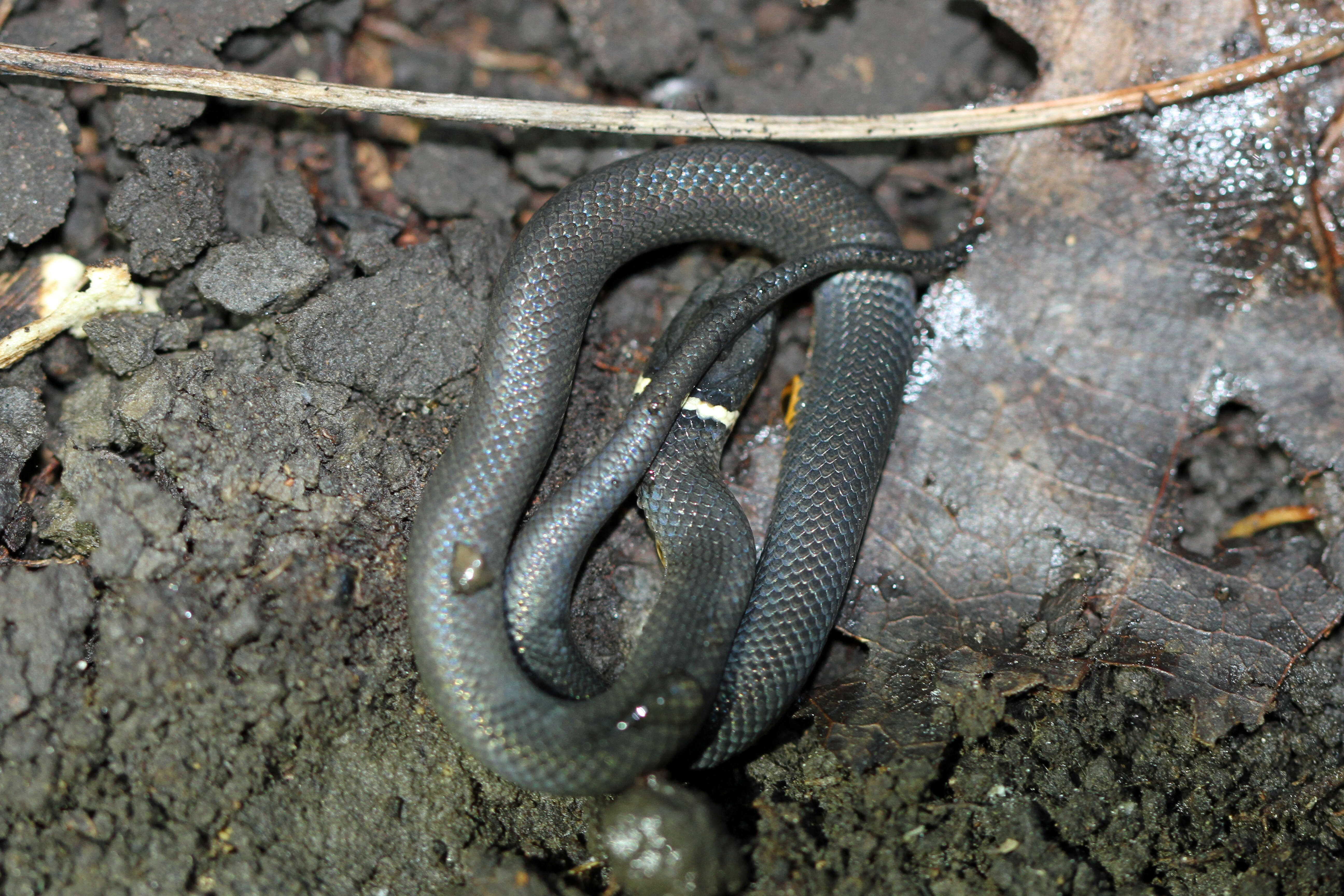 Image of Ring-necked Snake