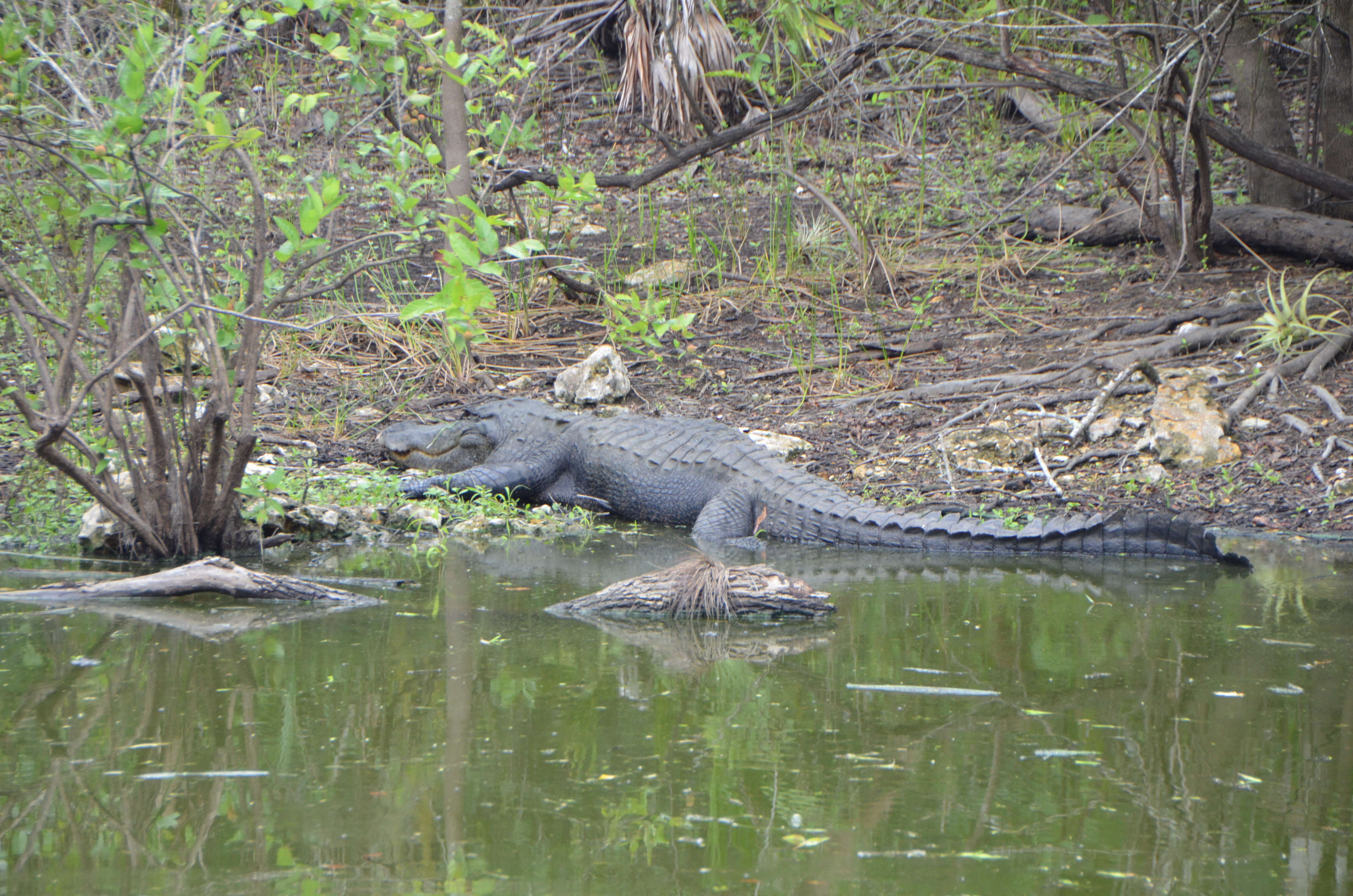 Image de Alligatoridae