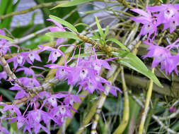 Dendrobium gratiosissimum Rchb. fil. resmi