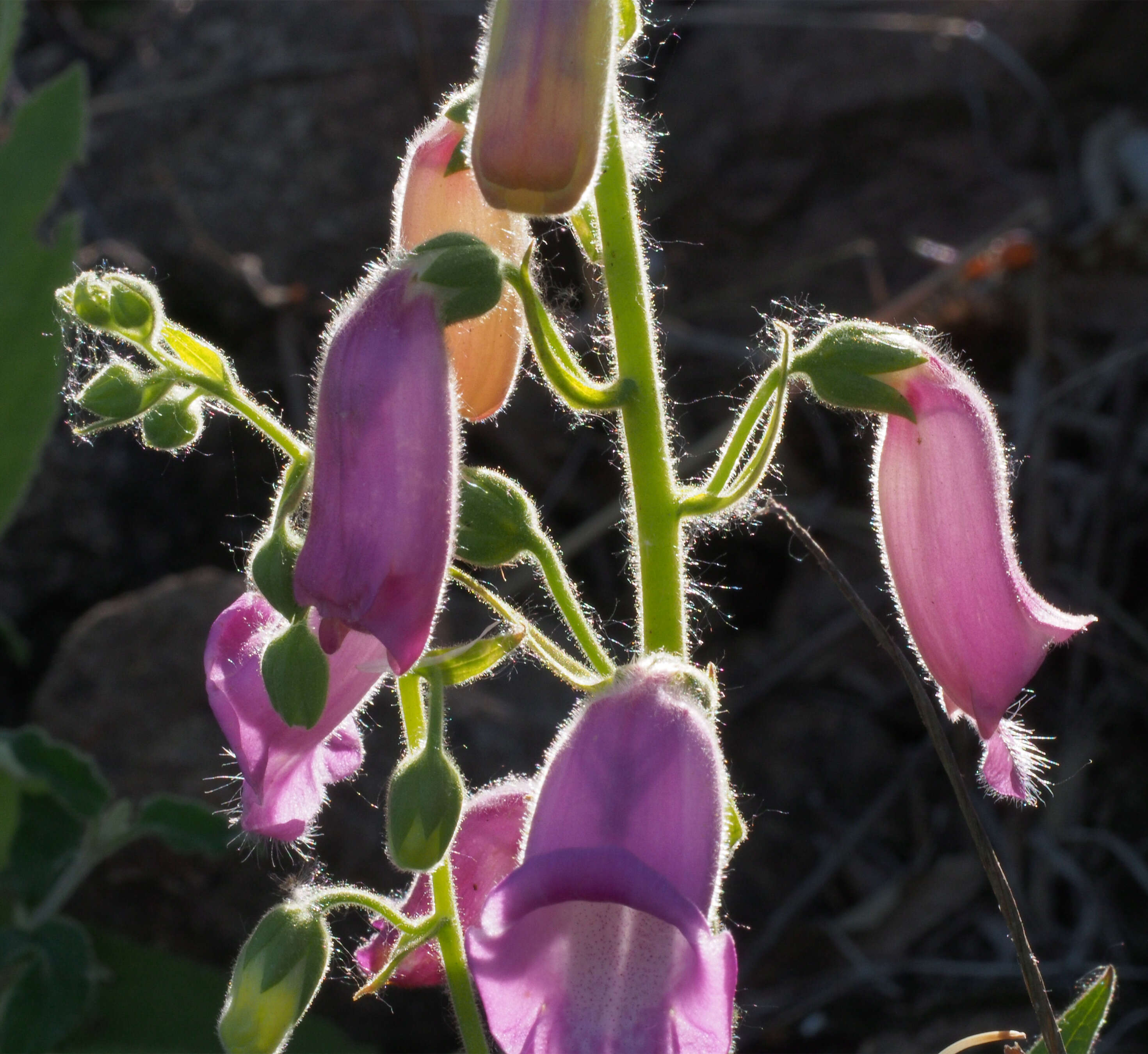 Imagem de Digitalis thapsi L.