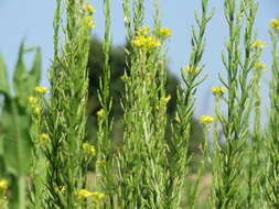 Image of medium flowered winter-cress