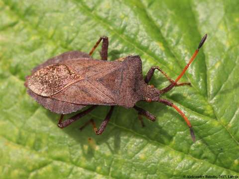 Image of Coreus