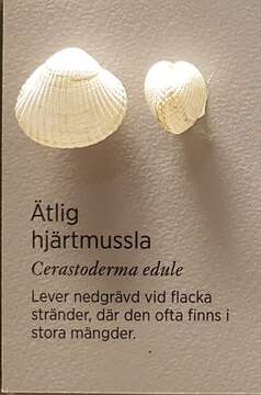 Image of Common cockle