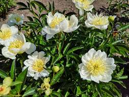 Plancia ëd Paeonia lactiflora Pall.