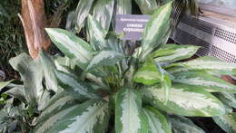 Слика од Aglaonema modestum Schott ex Engl.