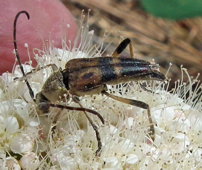 Image of Leptura obliterata (Haldeman 1847)