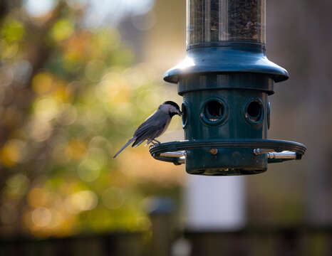 Image of Carolina Chickadee