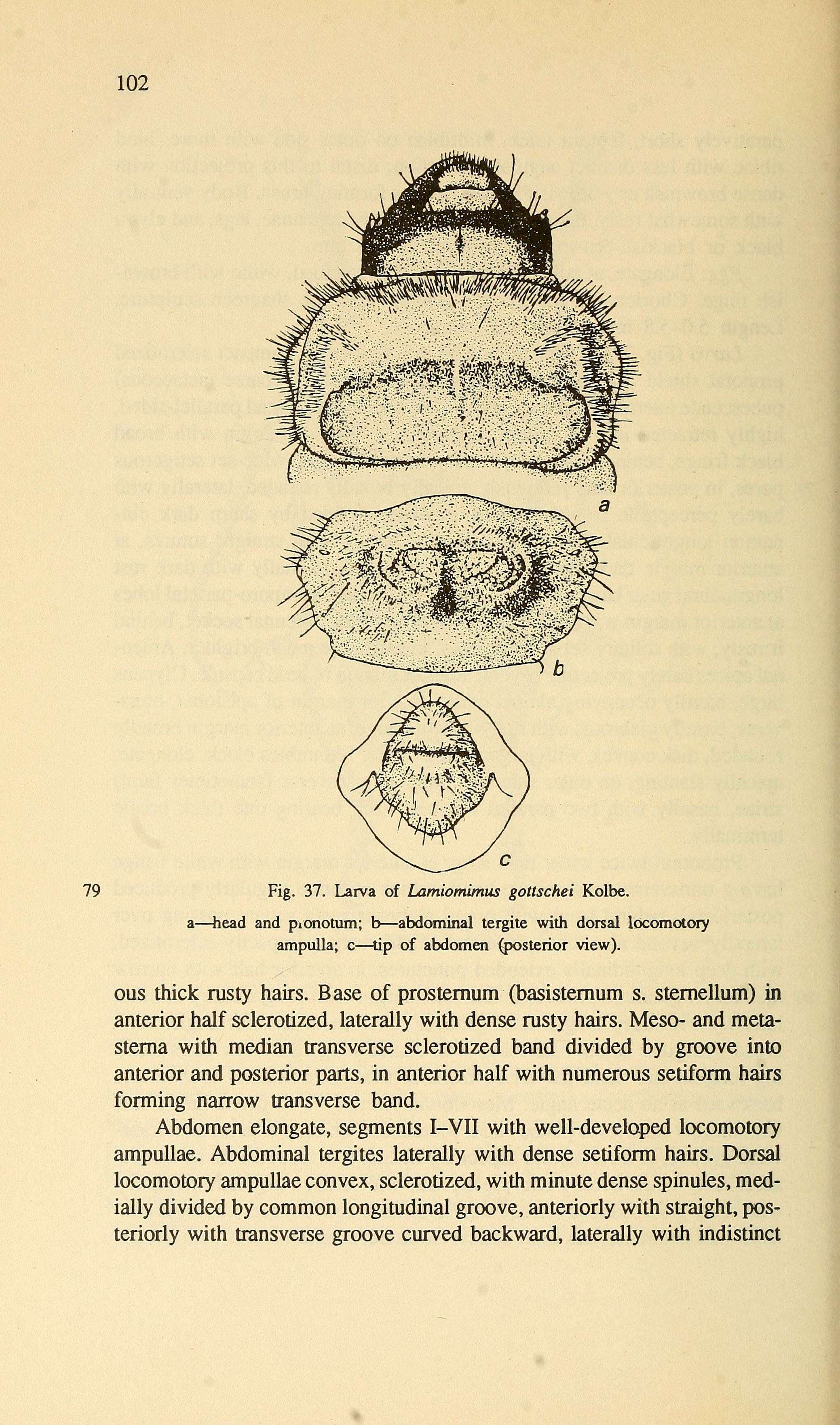 Слика од Lamiomimus gottschei Kolbe 1886