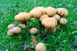 Image of Phaeolepiota