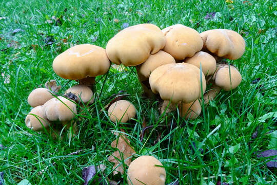 Image of Phaeolepiota