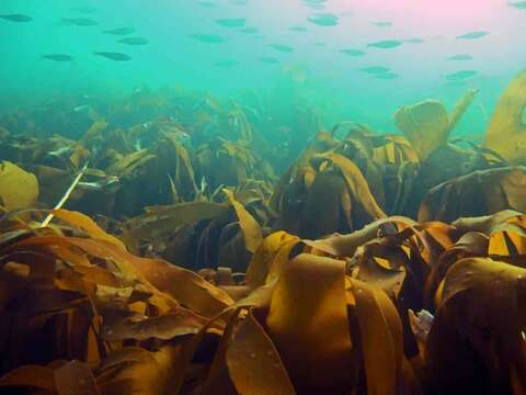 Image of Laminaria hyperborea