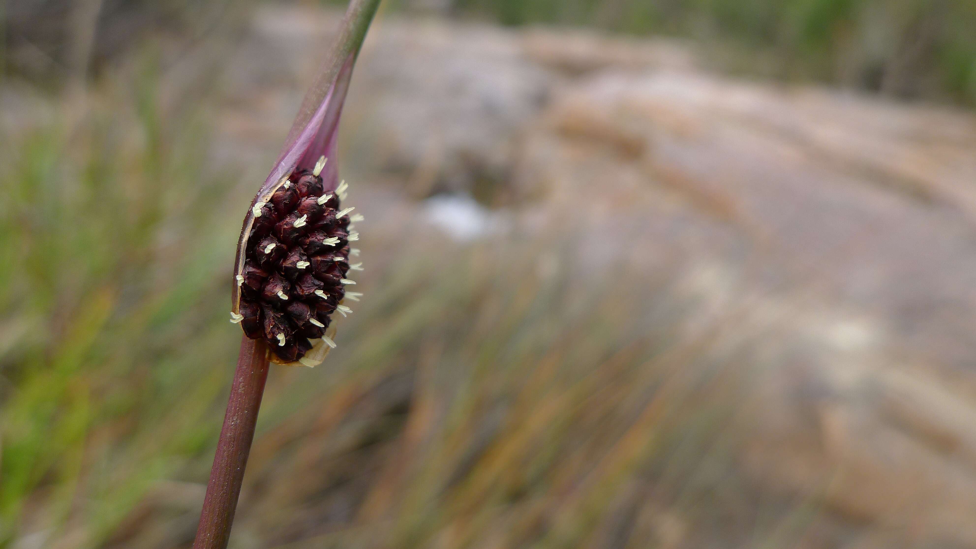 Image of Chorizandra cymbaria R. Br.