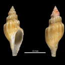 Image of Gymnobela midpacifica Stahlschmidt & Chino 2012