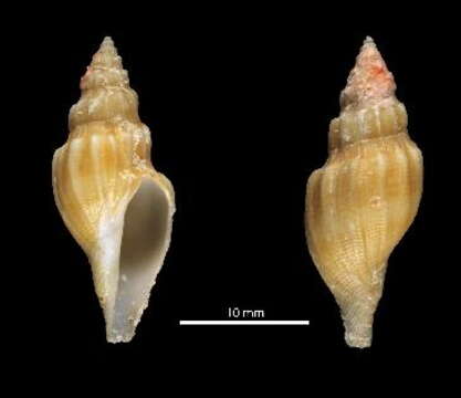 Image of Gymnobela midpacifica Stahlschmidt & Chino 2012