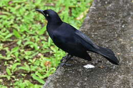 Image of Carib Grackle