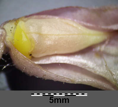 Image of common toothwort