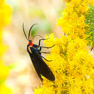 Image de Ctenucha rubroscapus