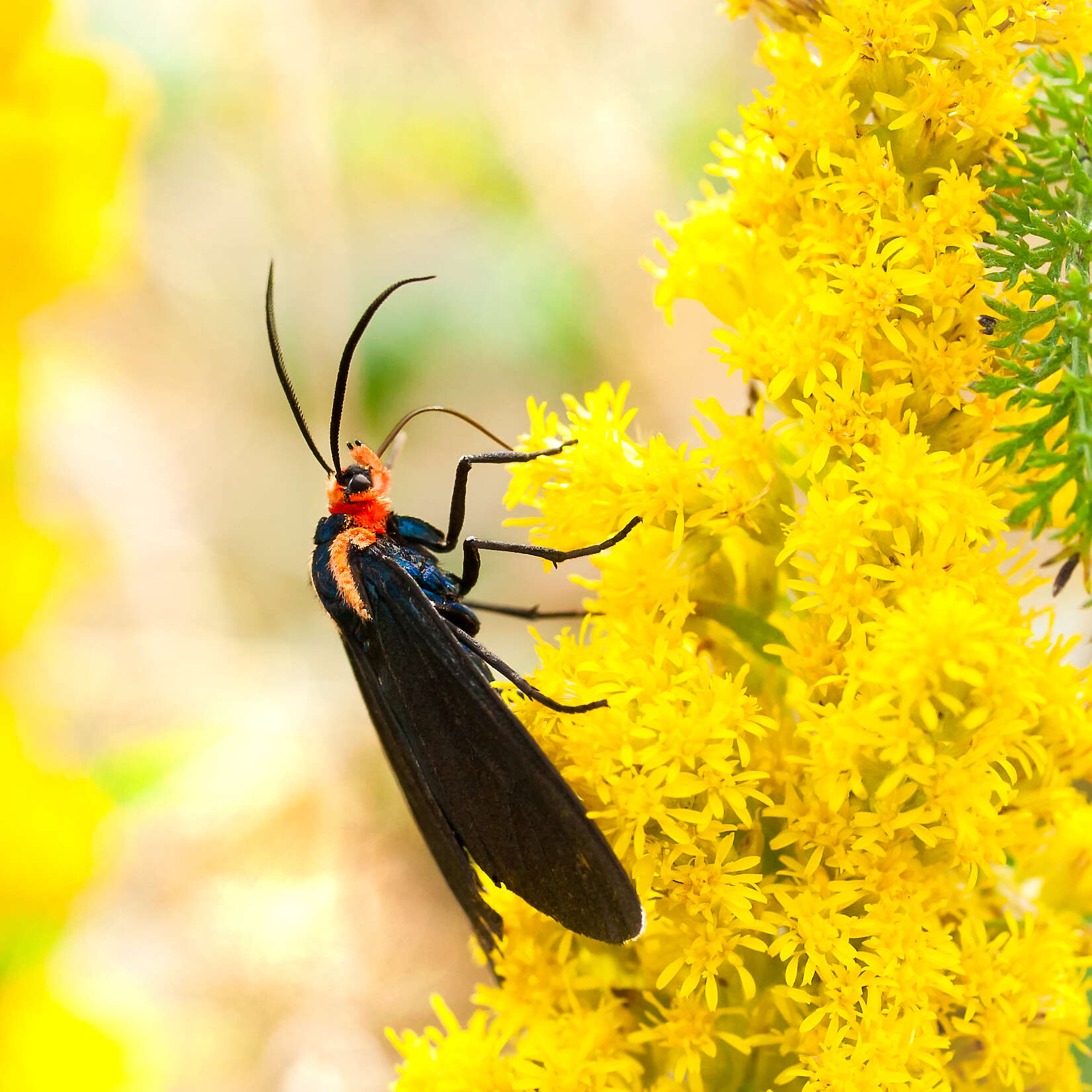 Image de Ctenucha rubroscapus