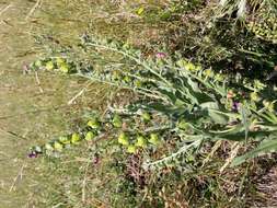 Plancia ëd Cynoglossum officinale L.