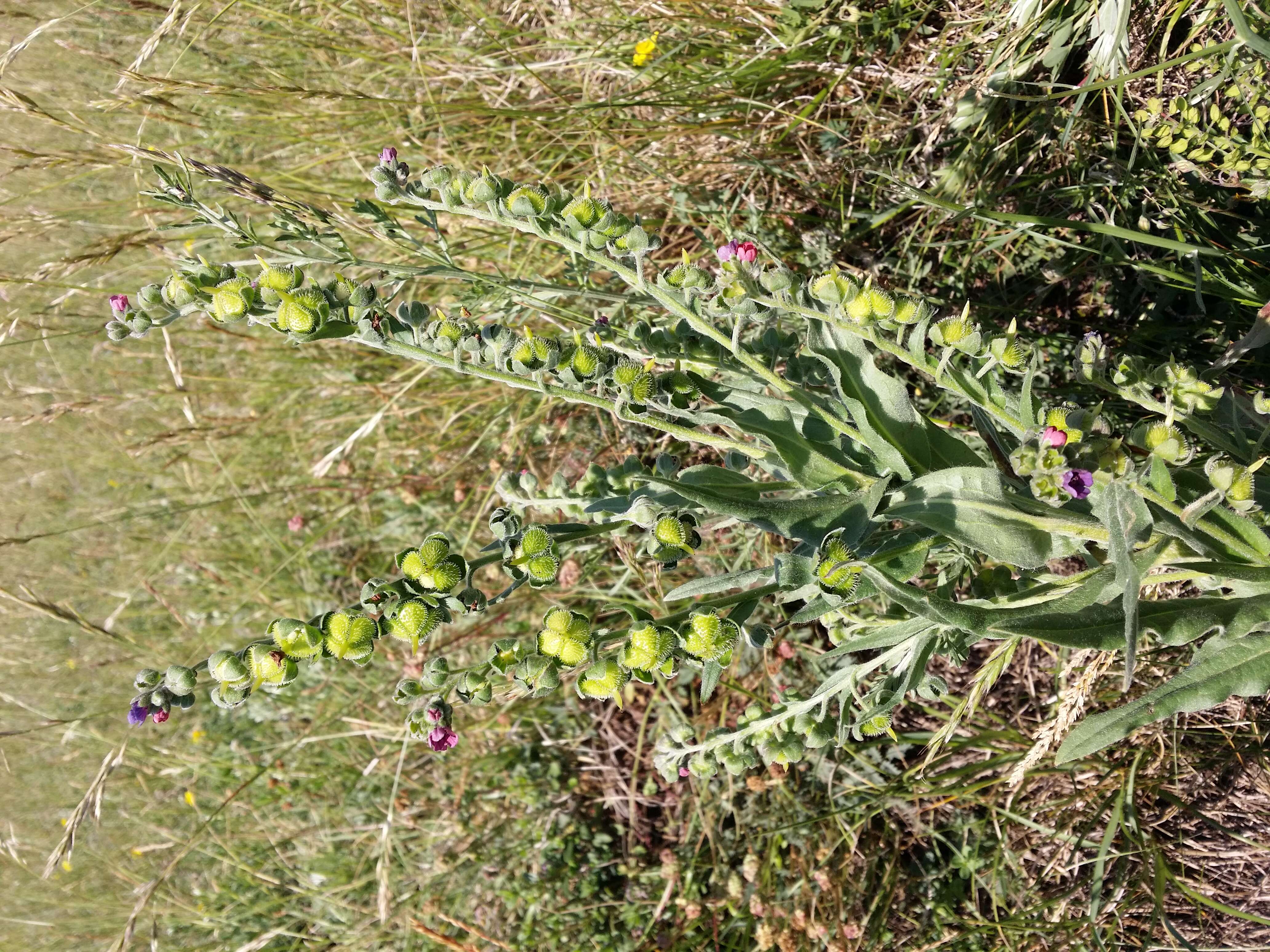 Plancia ëd Cynoglossum officinale L.