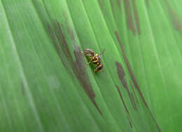 Image of Bactrocera invadens Drew, Tsuruta & White 2005