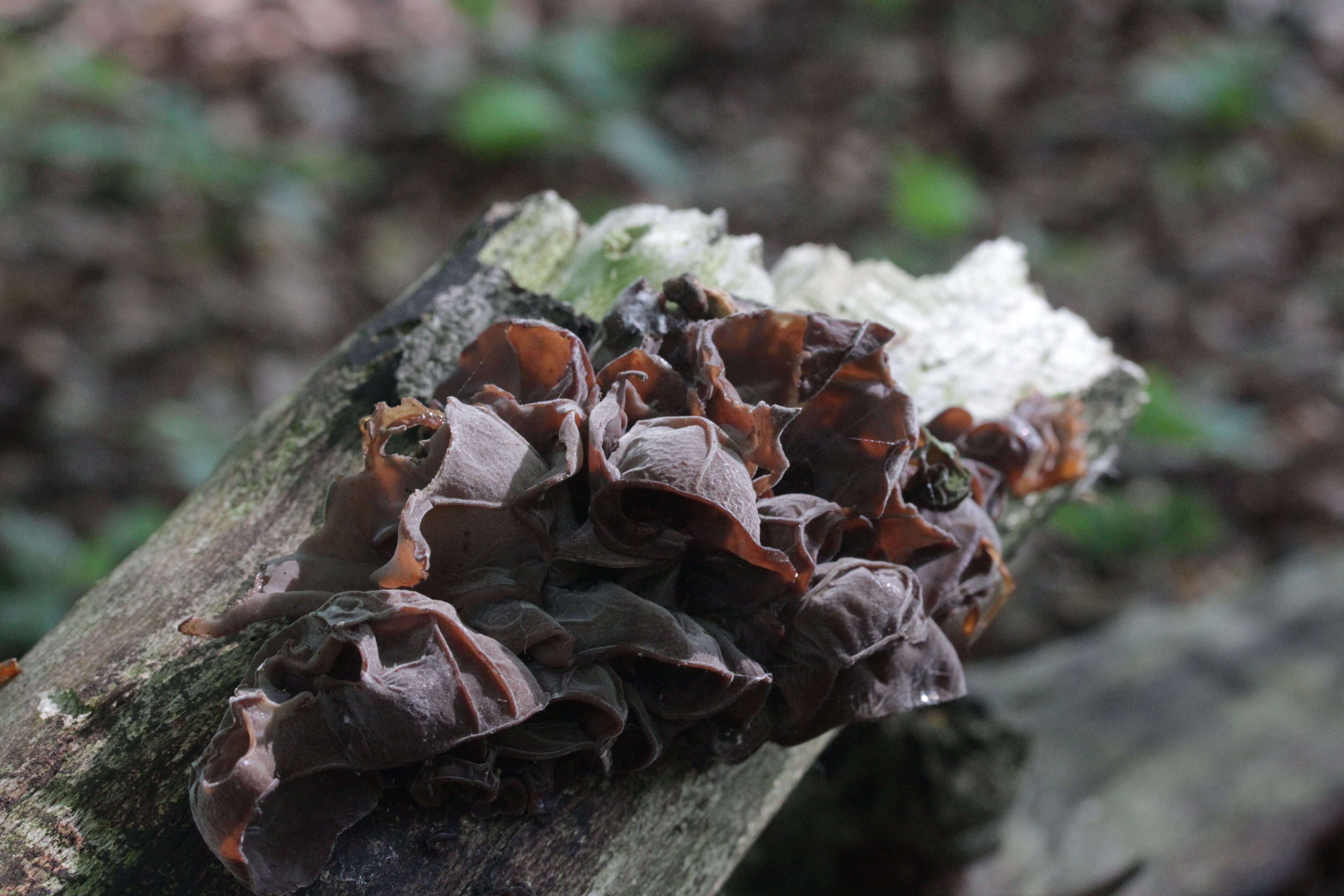 Image of ear fungus