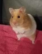 Image of hamsters