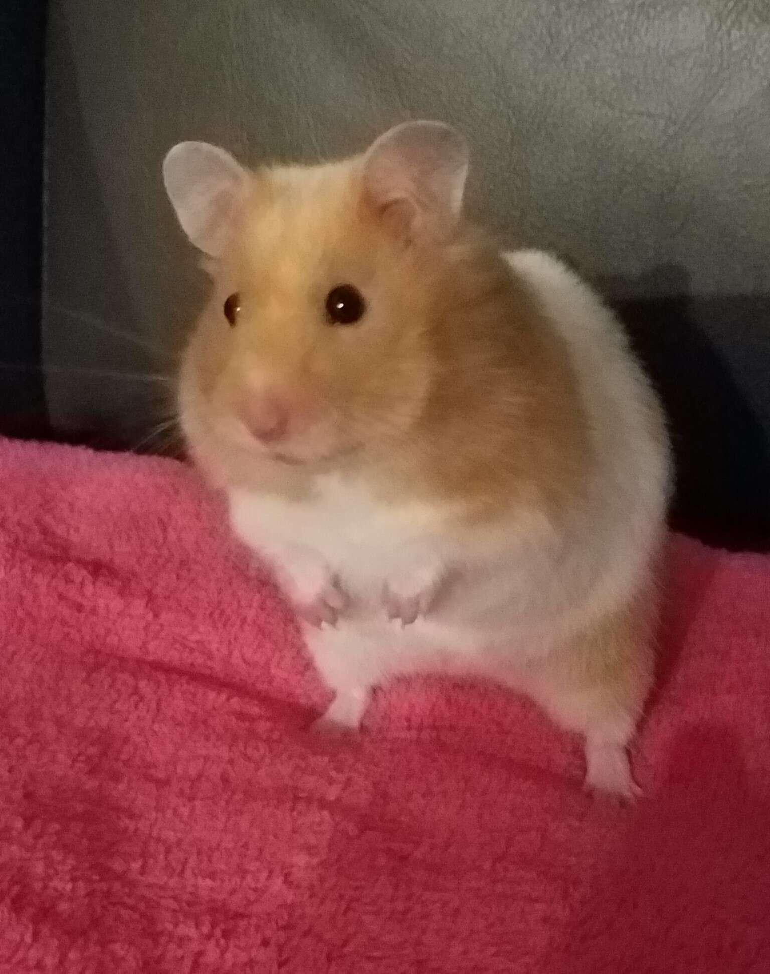 Image of hamsters