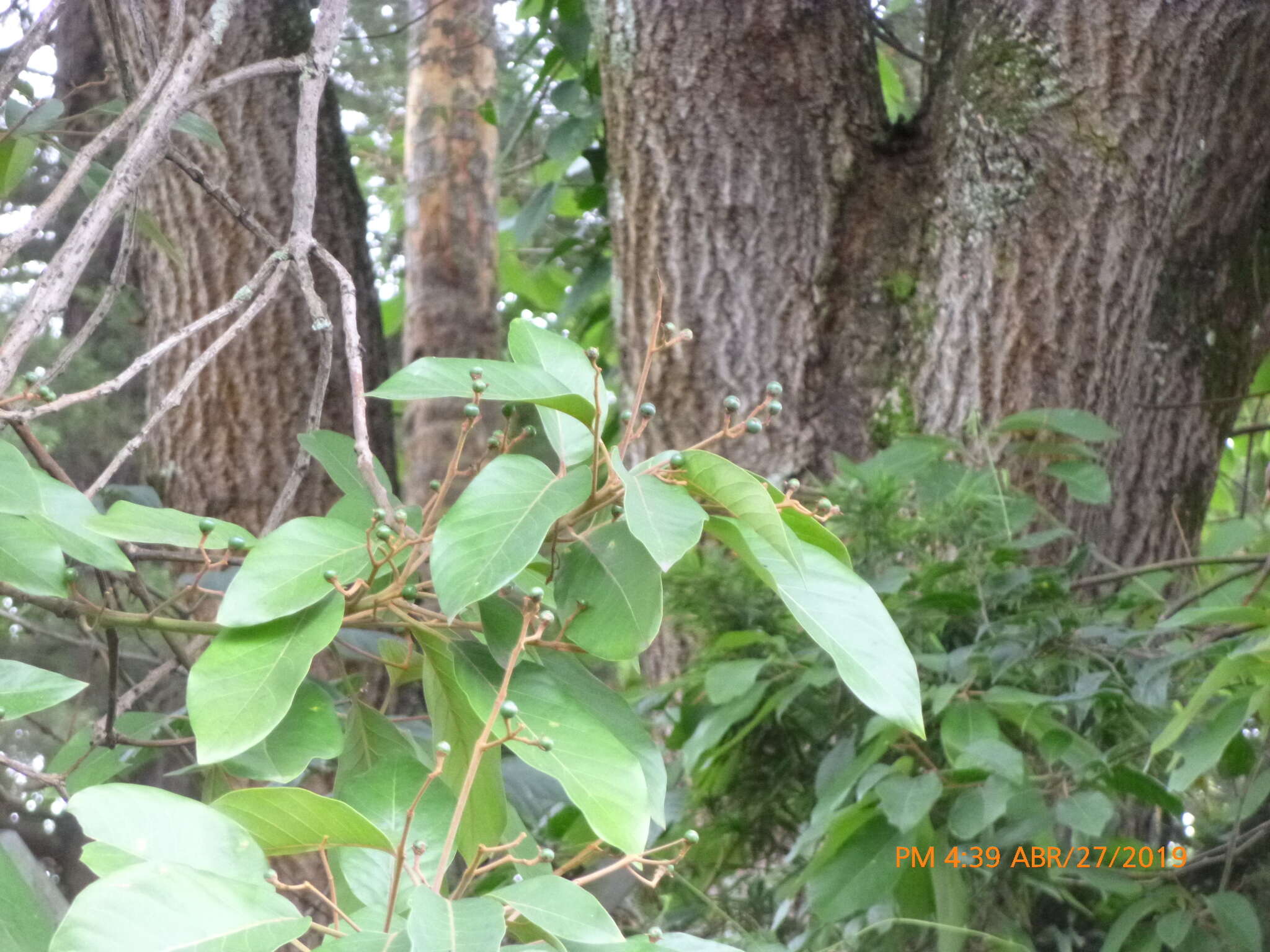 Image of Persea caerulea (Ruiz & Pav.) Mez